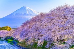从京都到富士的新干线票价和订票方式