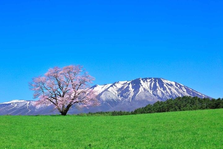 Tarifs et modalités de réservation des billets de Shinkansen entre Hachinohe et Morioka