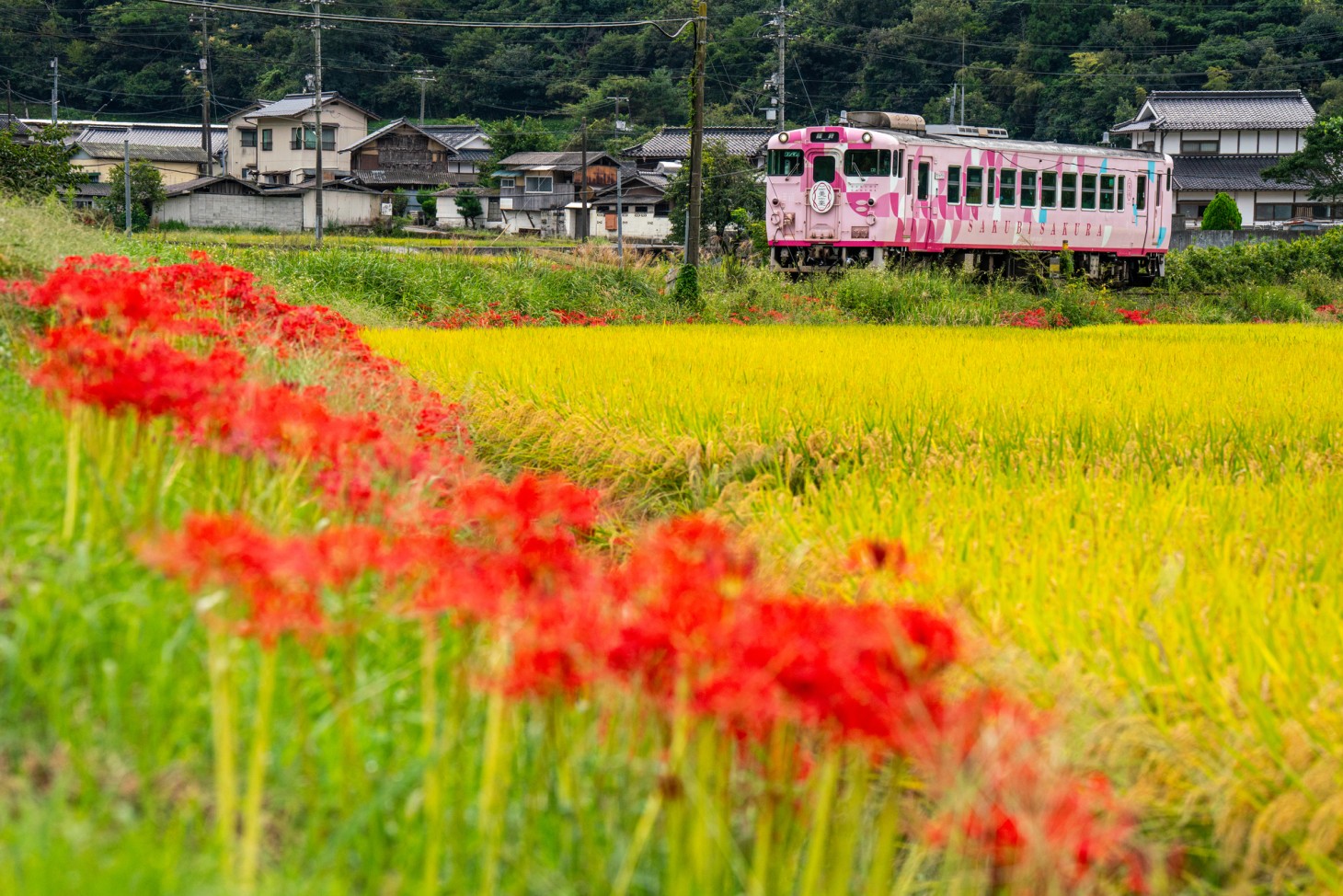 전원을 달리는 「SAKUBI SAKURA」