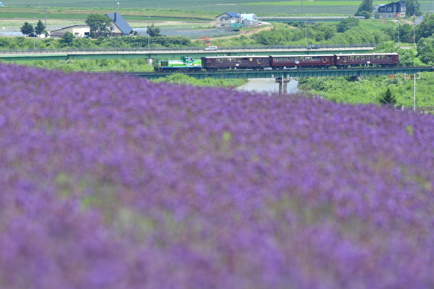 라벤더밭과 「FURANO BIEI NOROKKO TRAIN」